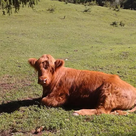 Familie דירה פונדס